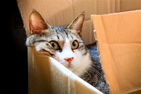 amazon 返品 郵便局 - なぜ猫はダンボール箱を愛するのか？