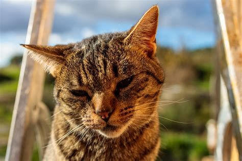 町田商店 西大泉 - なぜ猫は深夜に集会を開くのか？