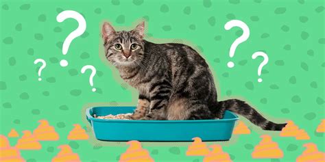 営業アシスタント: なぜ猫はビジネスミーティングに参加しないのか？